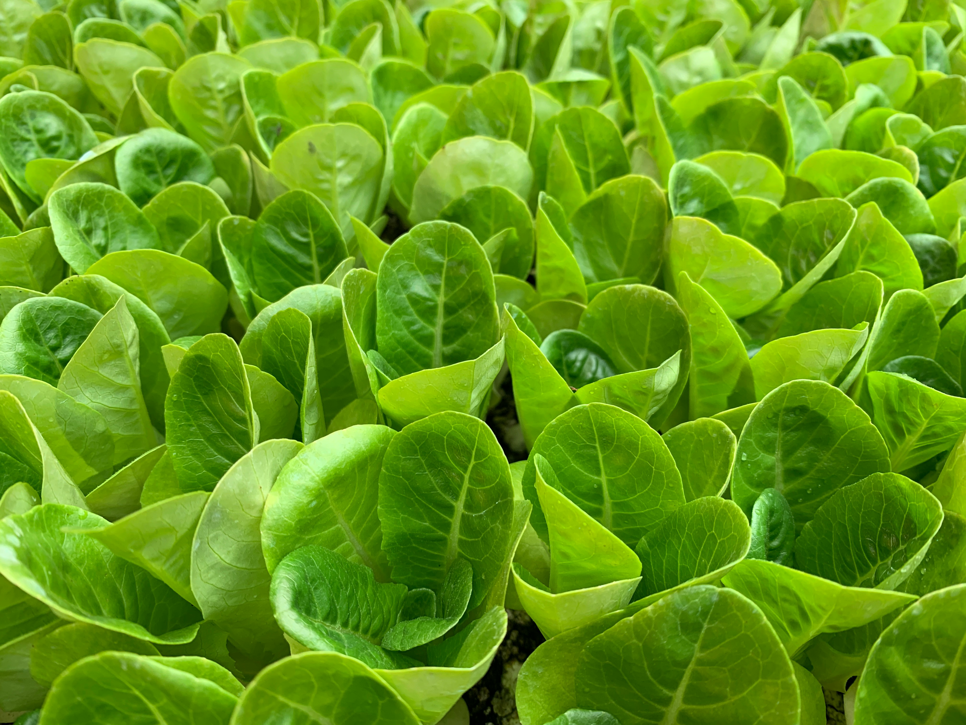Plantas creciendo